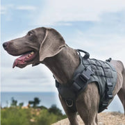 Military Training Tactical Harness — Padded — product photo 3 · colors: black, CP camouflage, skin, Army green
